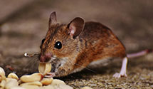 24 Hour & Emergency Exterminators in District Heights, MD